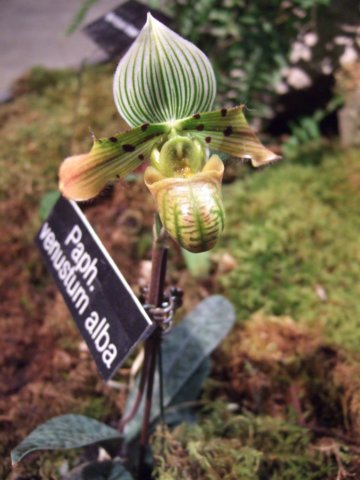dscf2135.jpg