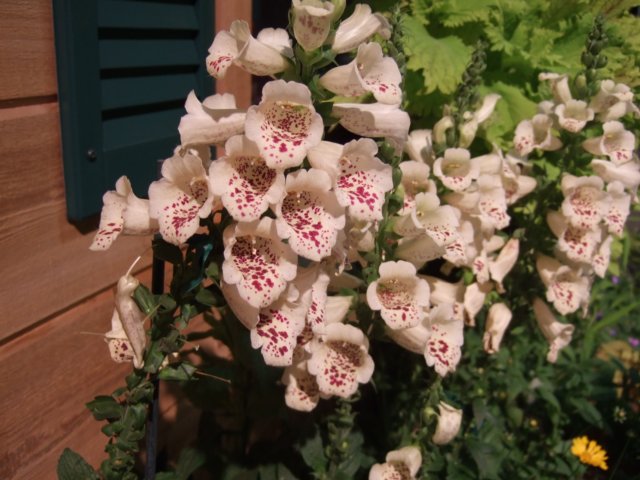 dscf2142.jpg