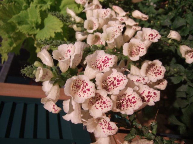 dscf2143.jpg