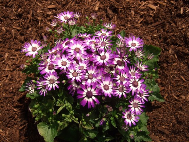 dscf2145.jpg