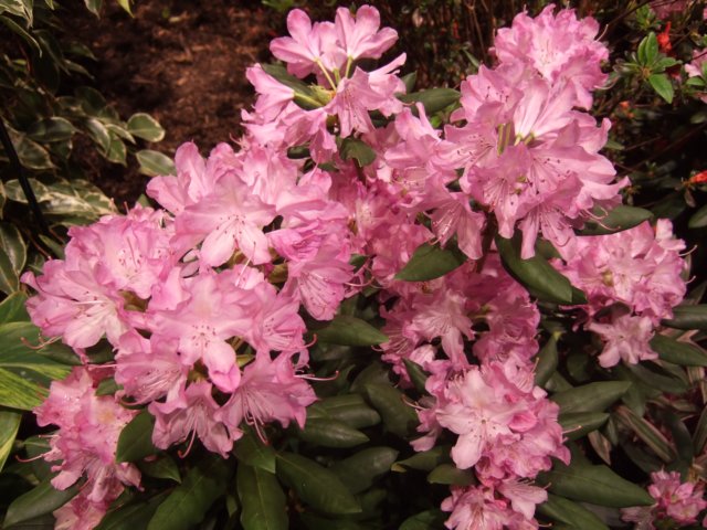 dscf2166.jpg