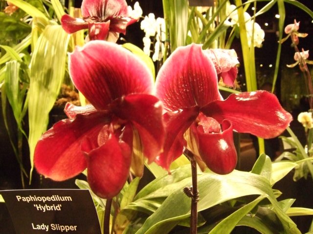 dscf2215.jpg