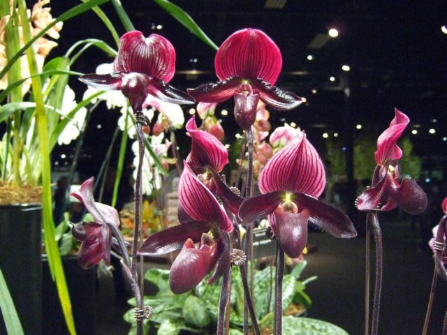 dscf2217.jpg