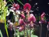 dscf2217_small.jpg