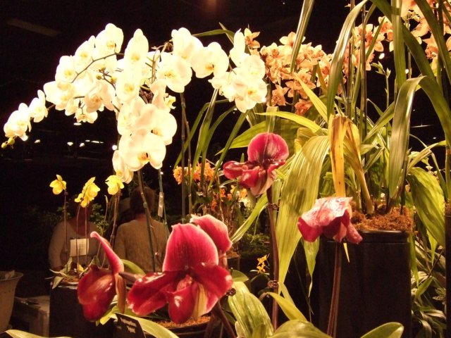 dscf2219.jpg