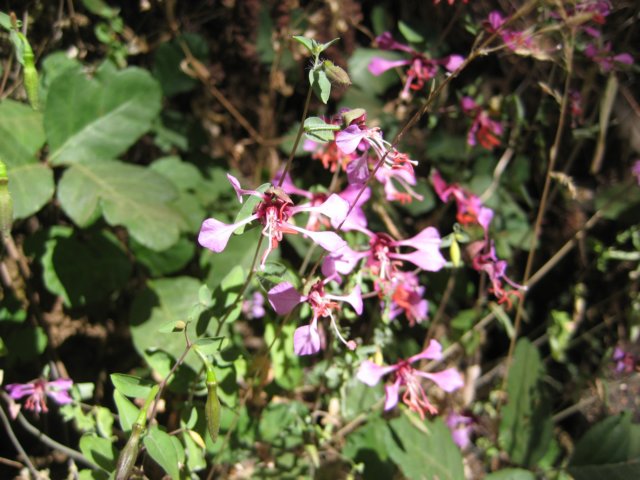 img_2462.jpg