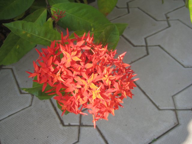 img_1452.jpg