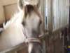 dscf3288_small.jpg